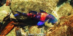 Pretty purple fish, Honolua Bay, Maui by Alison Ranheim 